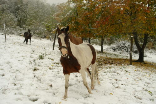 belle-aire horse loving 2